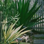 Tips for Creating a Relaxing Home Garden Space